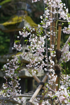 兼六園 桜 (31)