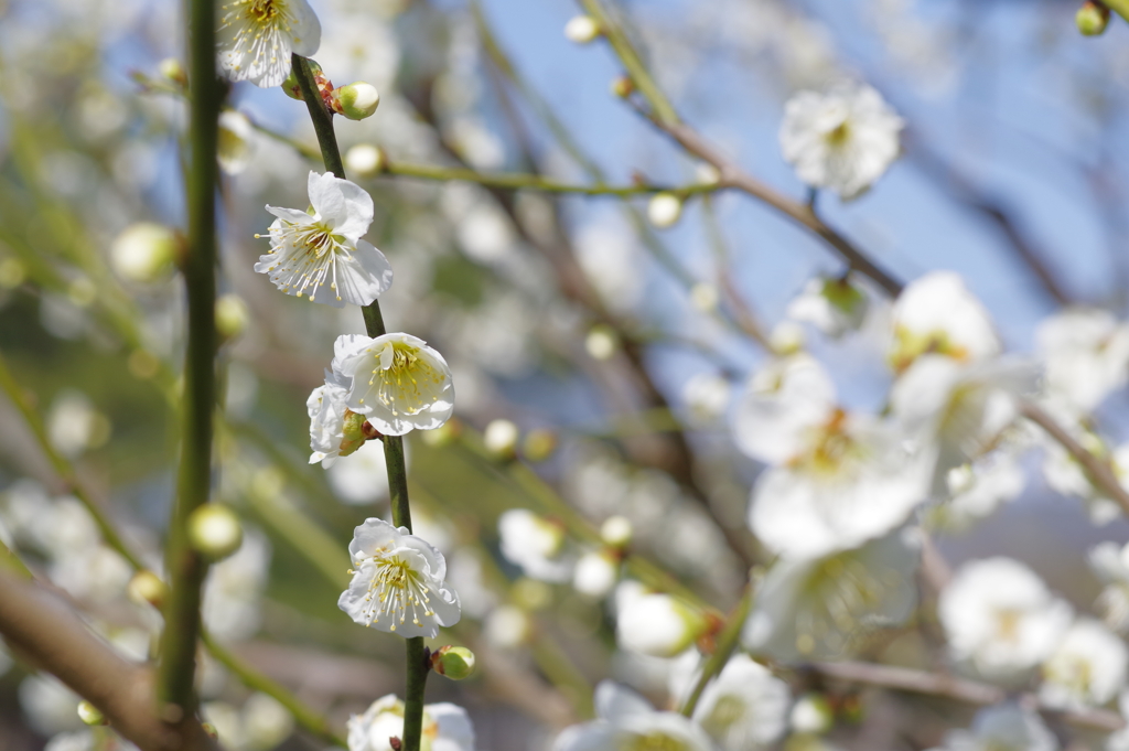 富山植物公園 梅