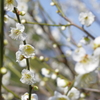 富山植物公園 梅