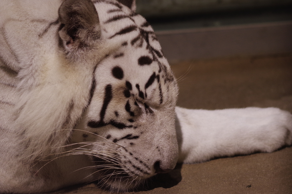 いしかわ動物園 ナイトズー やはり眠い