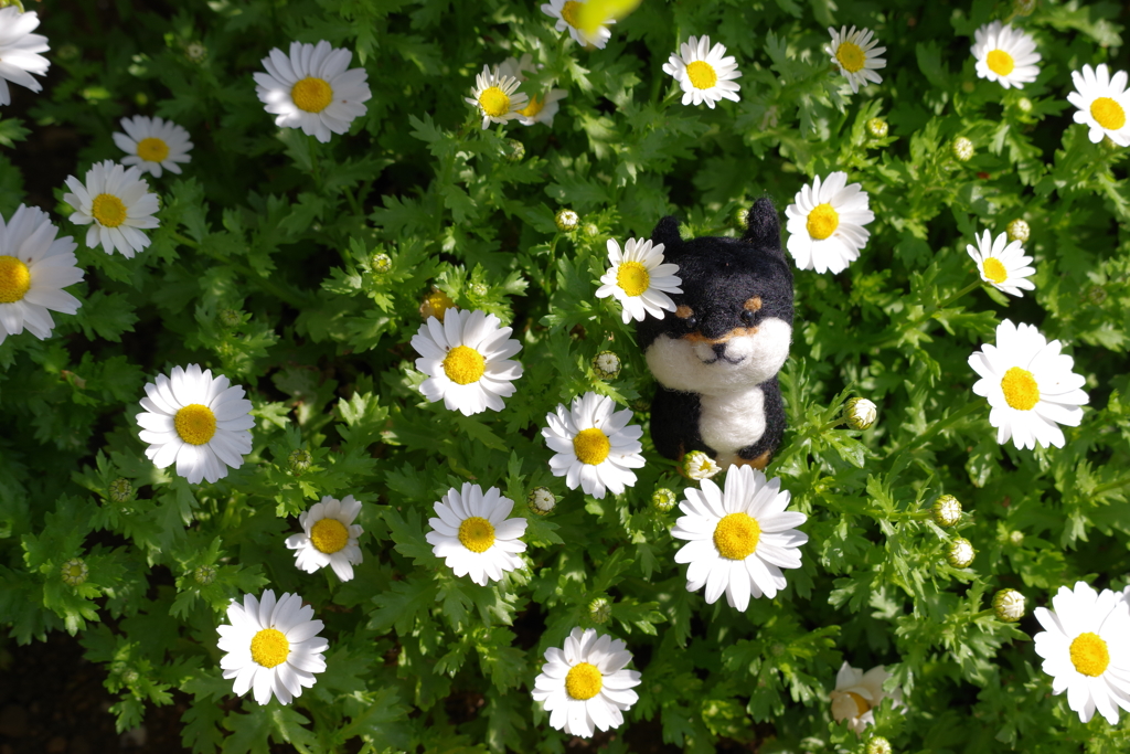 花と羊毛フェルトの犬2