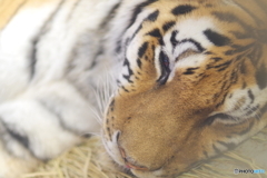 野毛山動物園 まどろむメイメイ