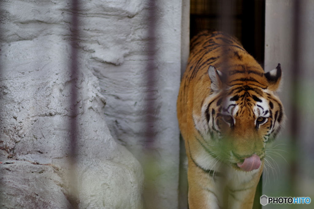 野毛山動物園 のそのそ出てくるメイメイ