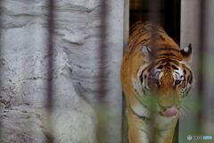 野毛山動物園 のそのそ出てくるメイメイ