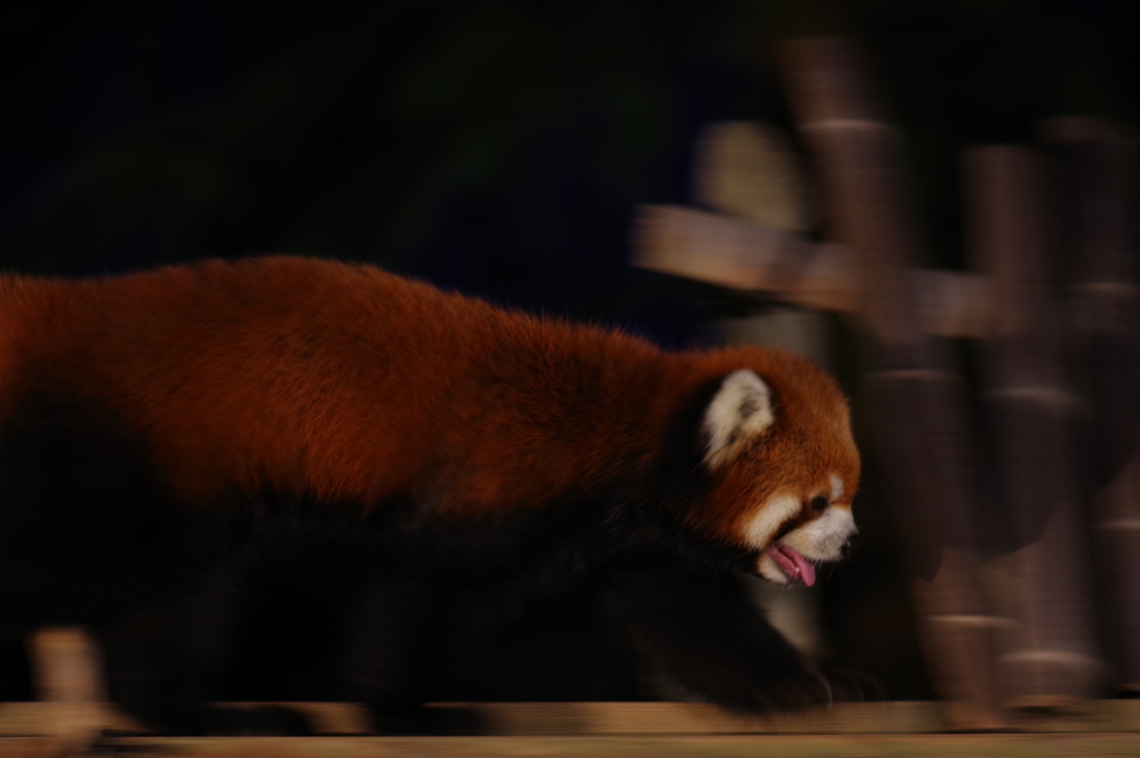 いしかわ動物園 ナイトズー こちらも元気なレッサーパンダ