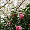 20200405 桜散歩 (5)