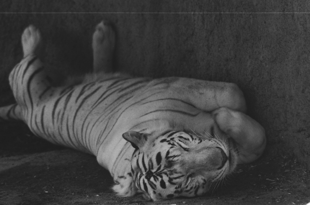 白黒フィルムで動物を撮ってみた　ホワイトタイガー