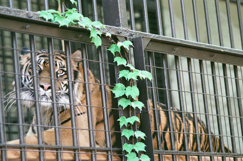 野毛山動物園(フィルム) スマトラトラ