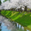 兼六園 桜 (56)