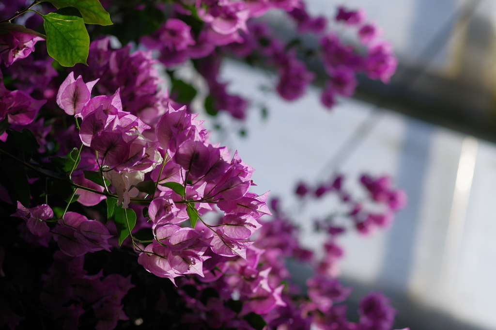 富山植物公園 (37)