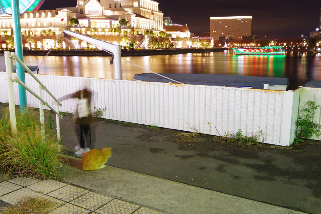 今日のノラ猫さん 36 夜の猫