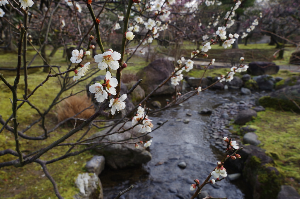 兼六園 梅林 (6)