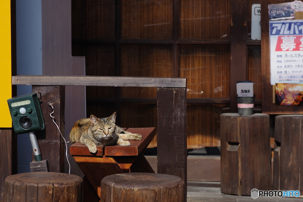 野良猫 (1)