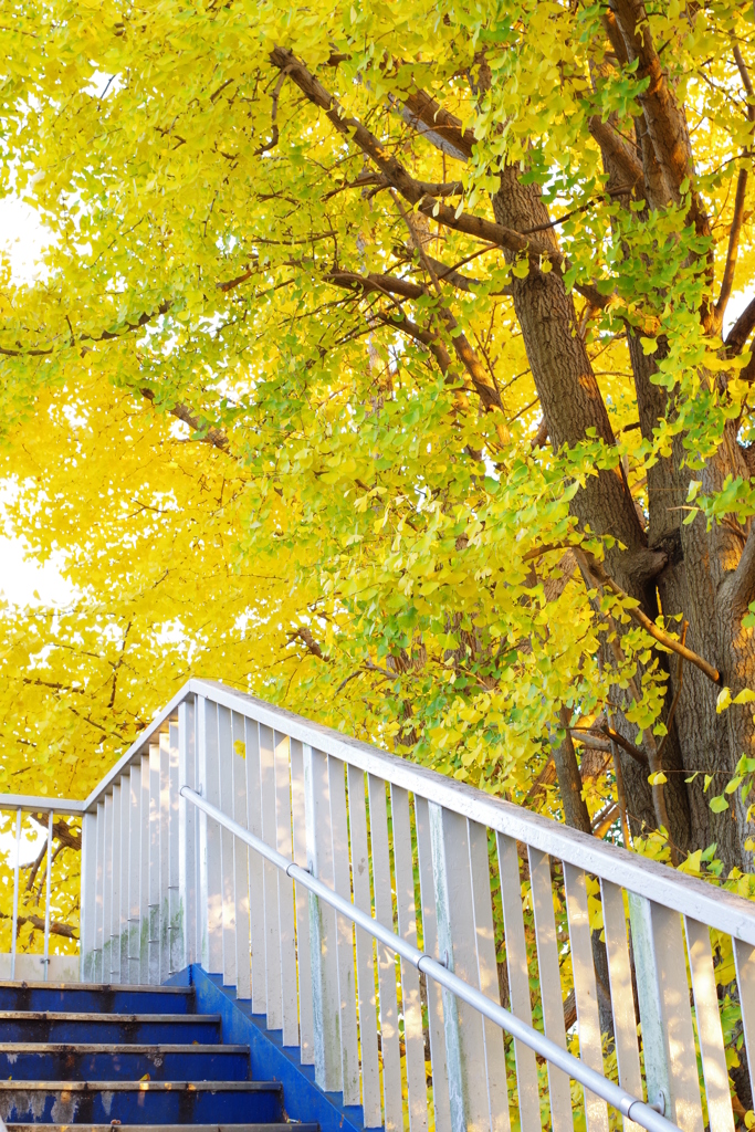 家から2分のなかなかいい紅葉