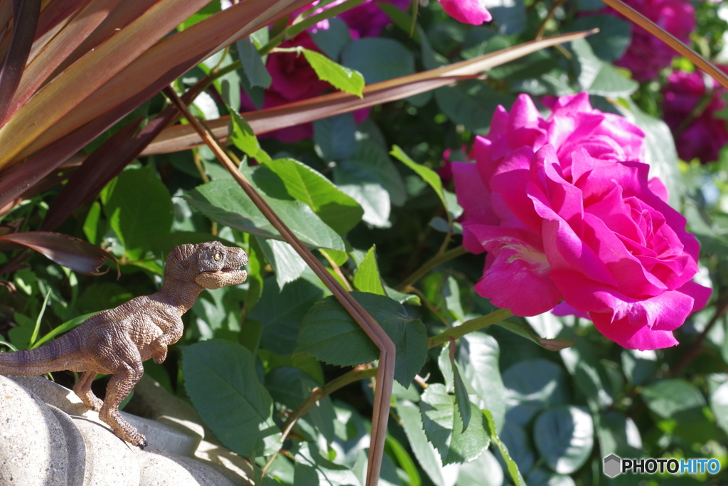 イングリッシュガーデン petri 50mm f1.7 ティラノサウルスと薔薇