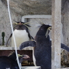 油壺マリンパーク　ペンギンさんたち