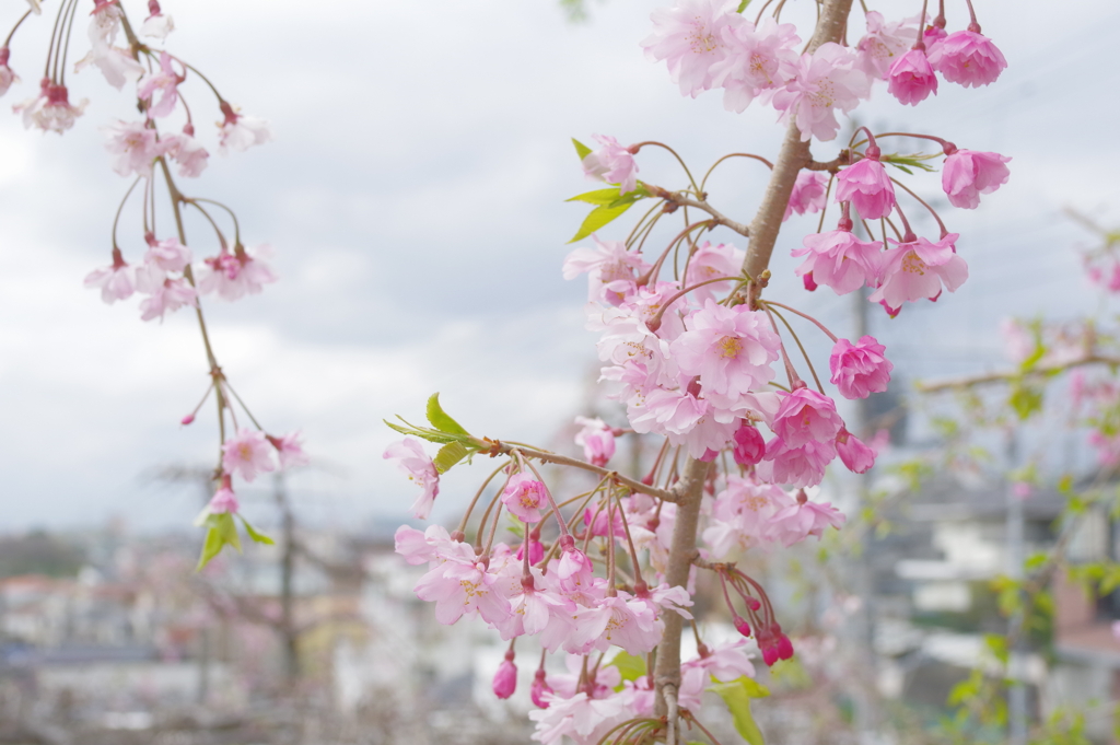 20200405 桜散歩 (2)