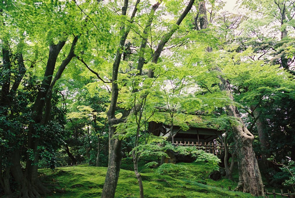 フィルムカメラで金沢ぶらぶら　兼六園　緑を撮ってみた