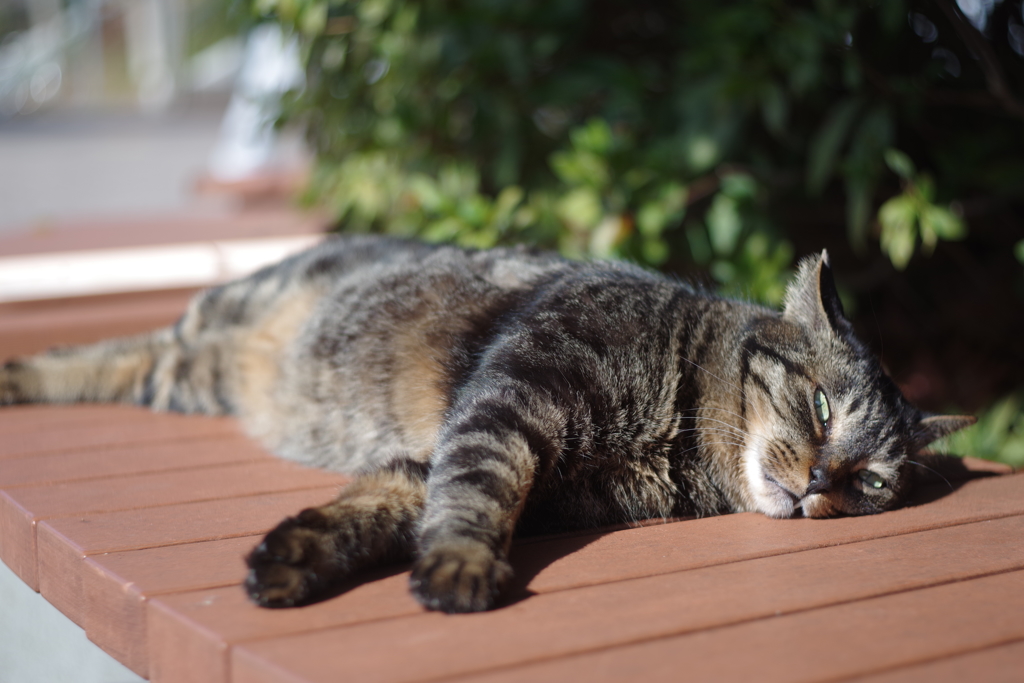 近所散歩 cosina 50mm f2