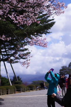 金沢 兼六園 桜を撮る人