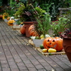 ハロウィン 横浜イングリッシュガーデン