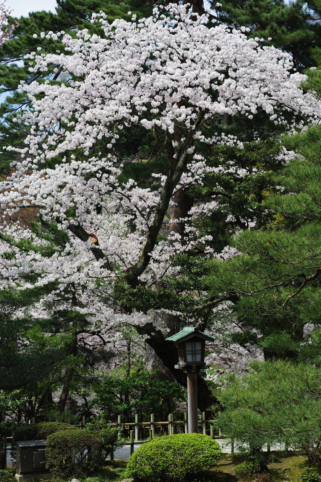 兼六園 桜 (34)