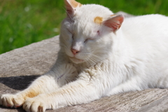 大井町埠頭公園 野良猫と桜 伸び