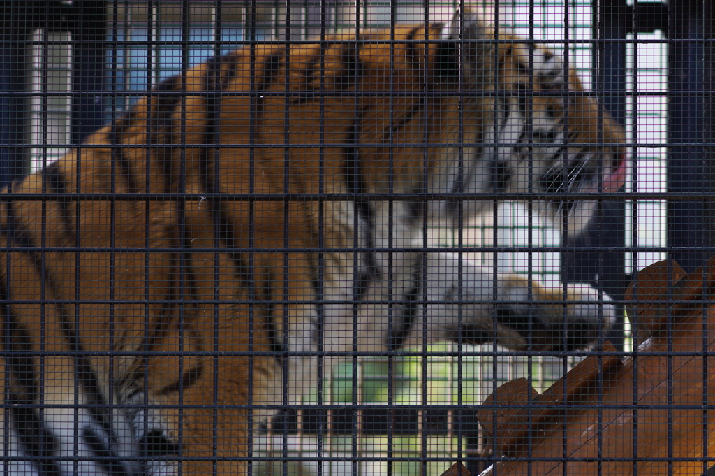久しぶりのいしかわ動物園　凄い元気