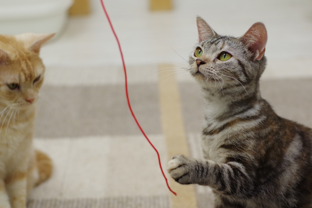 星川  どうぶつのおうち 狙いを定めて