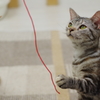 星川  どうぶつのおうち 狙いを定めて