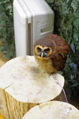 星川  どうぶつのおうち ふくろうさん