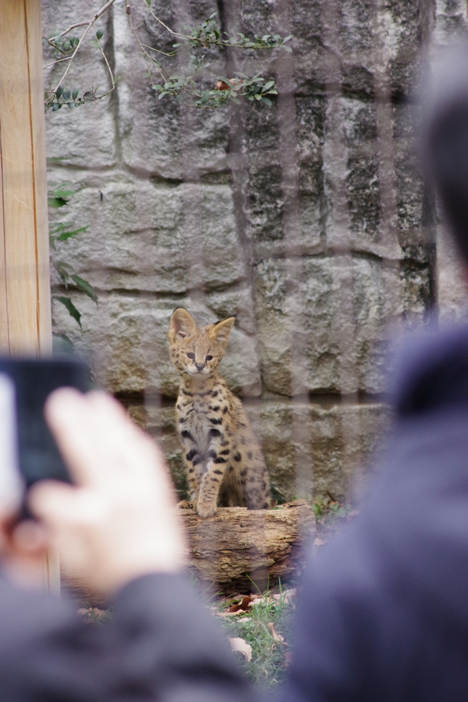 多摩動物公園 サーバルキャットの子供 可愛い顔 By K Nori Id 写真共有サイト Photohito