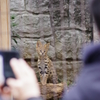 多摩動物公園 サーバルキャットの子供 可愛い顔！
