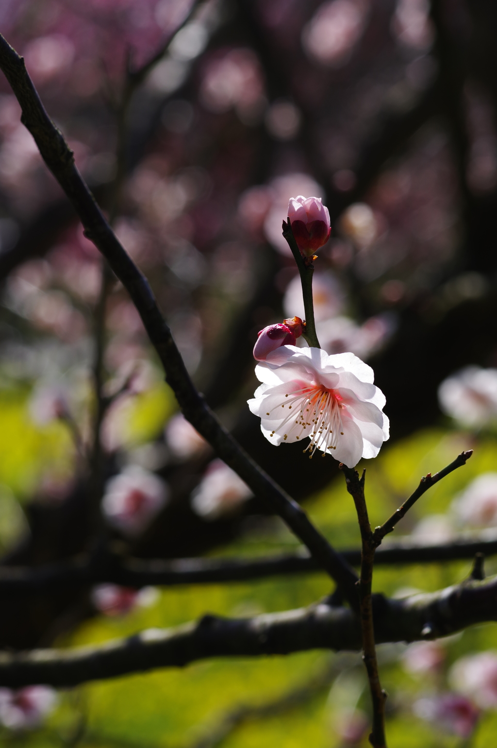 富山植物公園 梅と菜の花が綺麗 (5)