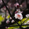 富山植物公園 梅と菜の花が綺麗 (5)