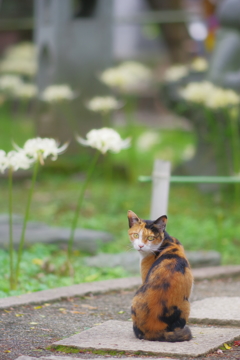 三毛猫と彼岸花　日本ですね