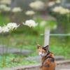 三毛猫と彼岸花　日本ですね