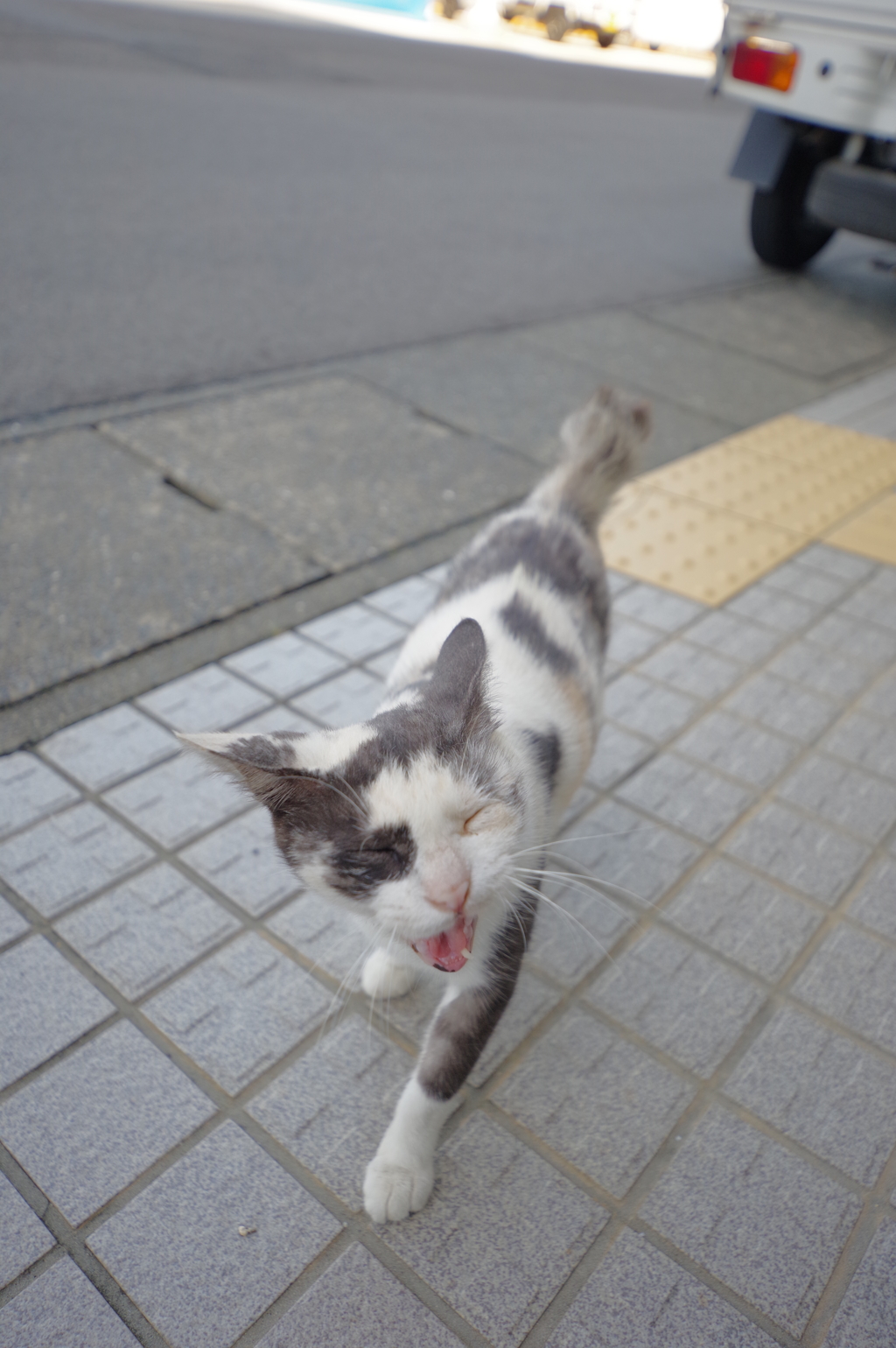 長崎観光　池島へ移動　フェリーまで猫と遊ぶ3