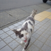 長崎観光　池島へ移動　フェリーまで猫と遊ぶ3