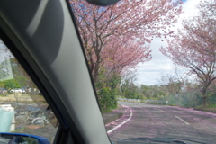 伊豆旅行　車で移動中　桜の道