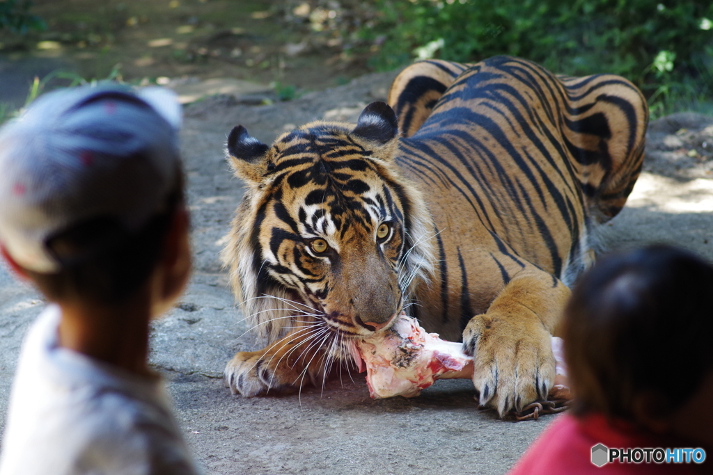 Ueno zoo (5)