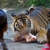 Ueno zoo (5)