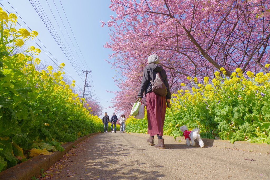 DA 11-18mm f2.8 試し撮り 河津桜と菜の花と散歩する女性