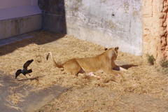 多摩動物公園 ライオンとカラス　シッポで払われるカラス