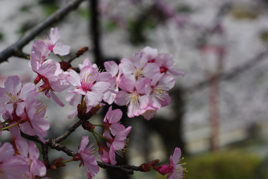 兼六園 桜 (39)