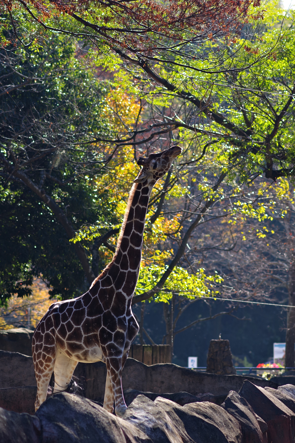 金沢動物園 秋と動物をテーマに撮ってみた！ ちょっと紅葉とキリン