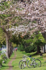 大井町埠頭公園 野良猫と桜 自転車
