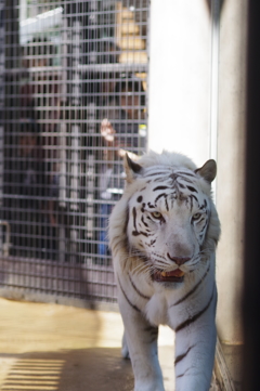 いしかわ動物園 ホワイトタイガー 動きすぎ置きピンで撮るしかない