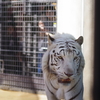 いしかわ動物園 ホワイトタイガー 動きすぎ置きピンで撮るしかない