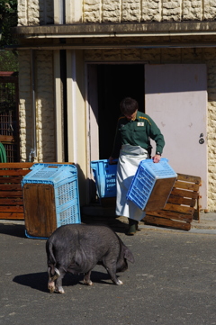 金沢動物園 動物と人がテーマ　ブタ お互い全く気にせず動いてた